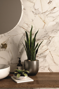 Color | Calacatta Gold